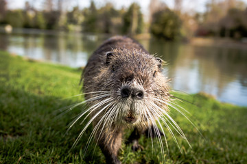 nutria